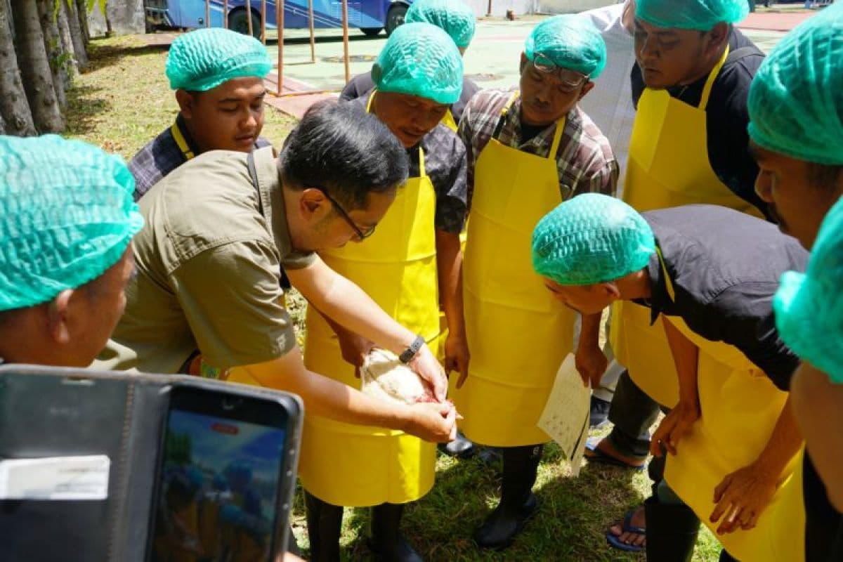 Bank Indonesia Latih 25 Juru Sembelih Halal untuk Industri Daging Aceh