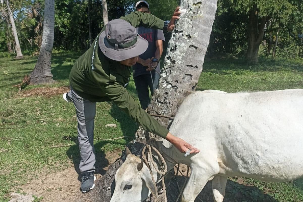 Distan Aceh Besar vaksinasi 100 ternak cegah penyakit menular