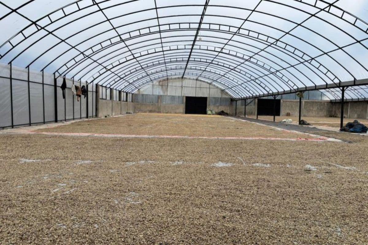 Kopi Gayo Aceh Ekspor Perdana 19 Ton ke Amerika Serikat, Petani dan UMKM Dapat Manfaat