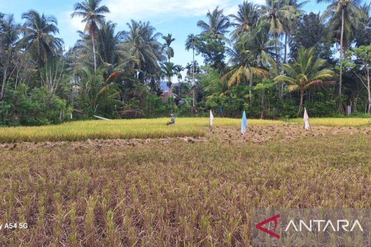 Aceh Besar Dapat 250 Hektare Cetak Sawah Baru 2026 untuk Ketahanan Pangan