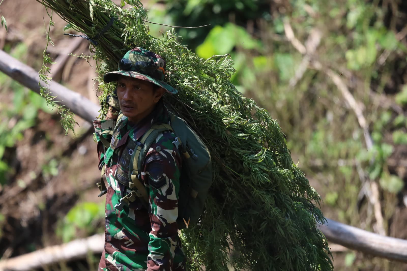 Polisi Musnahkan Ribuan Batang Ganja di Pegunungan Seulawah, Satu Tersangka Diamankan