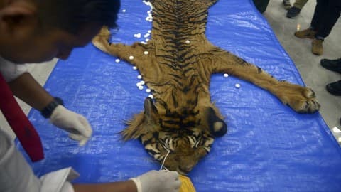 Petani Aceh Tenggara Diadili Jual Kulit Harimau Rp80 Juta, Ancam Konservasi Satwa