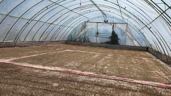 Kopi Gayo Aceh Ekspor 19 Ton ke AS, PEMA Bangun Rantai Pasok Global