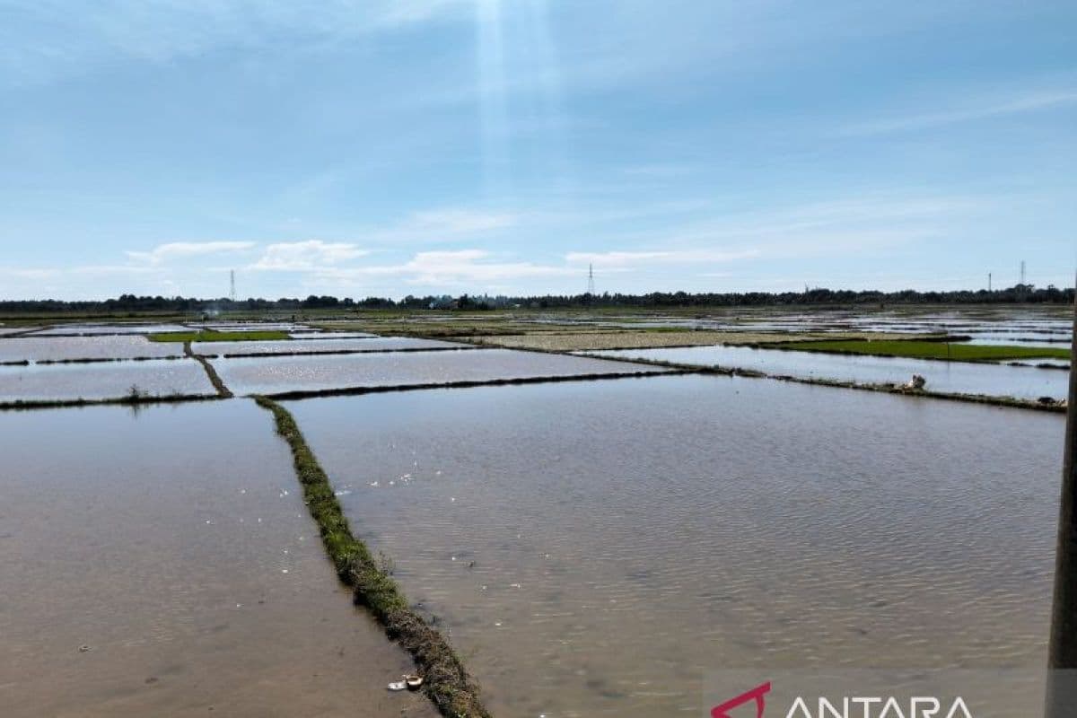 Petani Abdya percepat tanam padi antisipasi krisis beras pascabencana Aceh