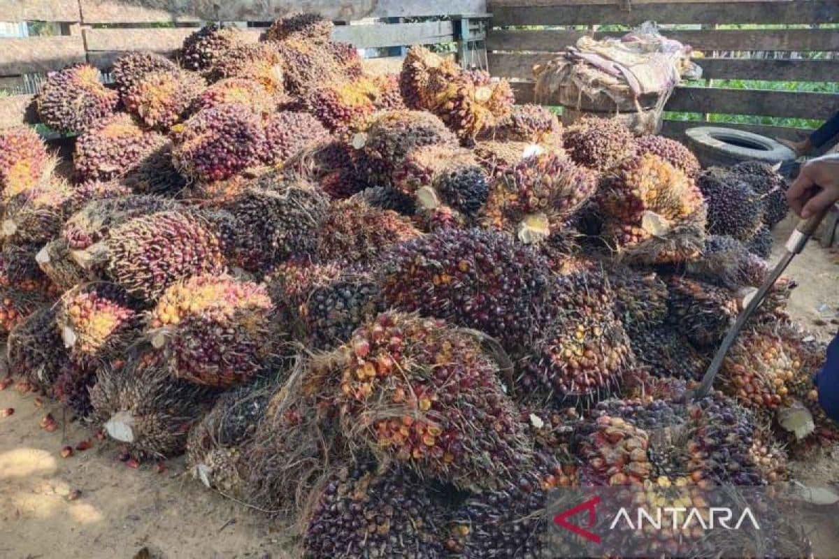 Ribuan hektare lahan perkebunan di Aceh Timur rusak akibat banjir