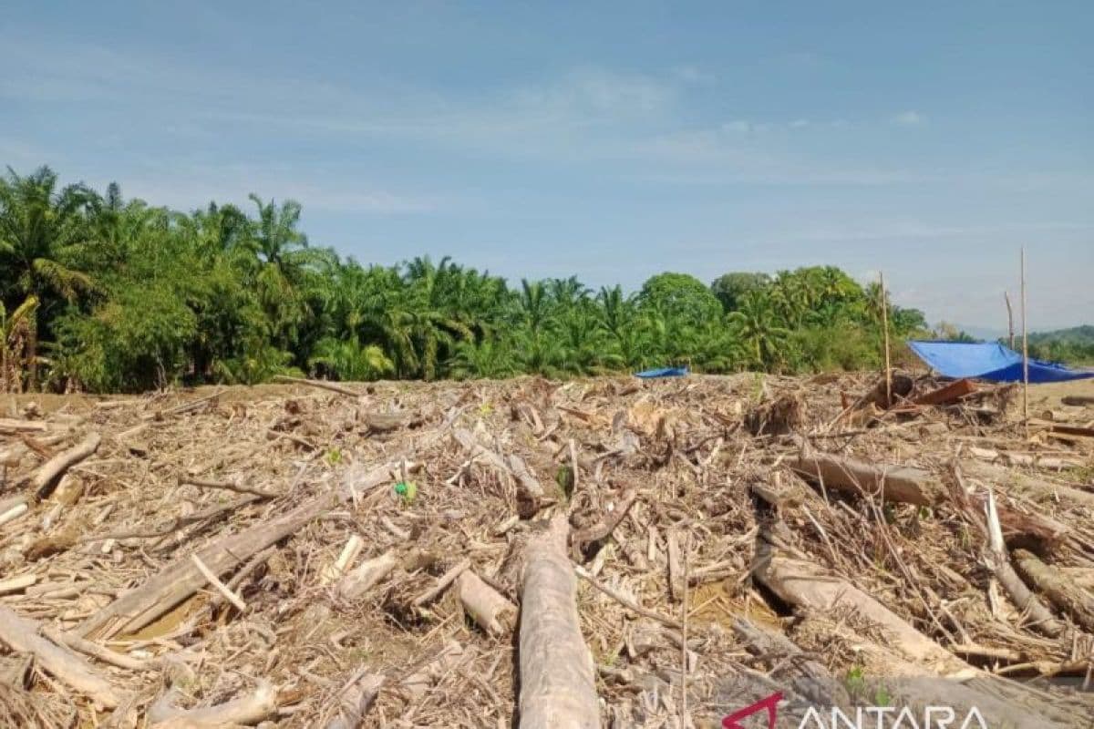 Kemenhut Bersihkan Kayu Banjir di Aceh Utara, 93 Meter Kubik Dikumpulkan