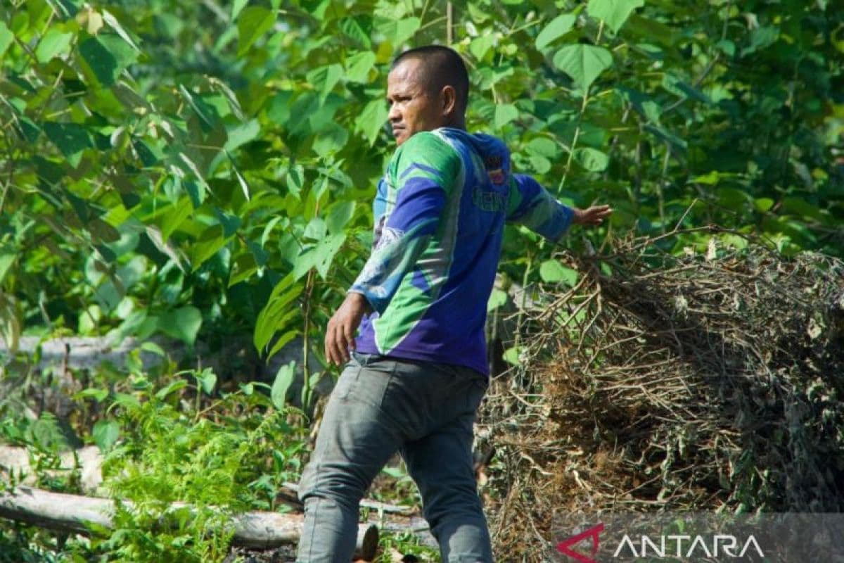 Harga Minyak Nilam Aceh Jaya Anjlok, Petani Tak Mau Jual Hasil Panen