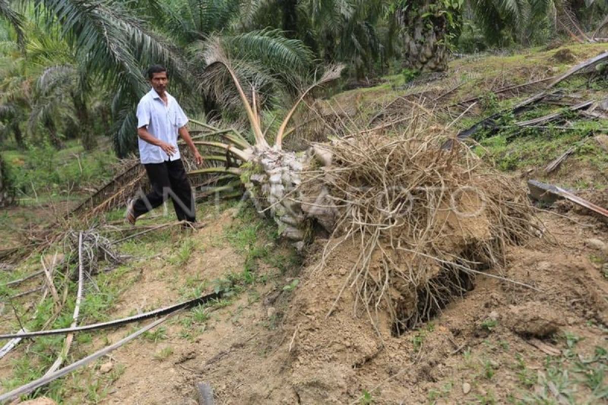Warga Aceh Jaya Gelisah, Gajah Liar Rusak Perkebunan dan Dekati Pemukiman
