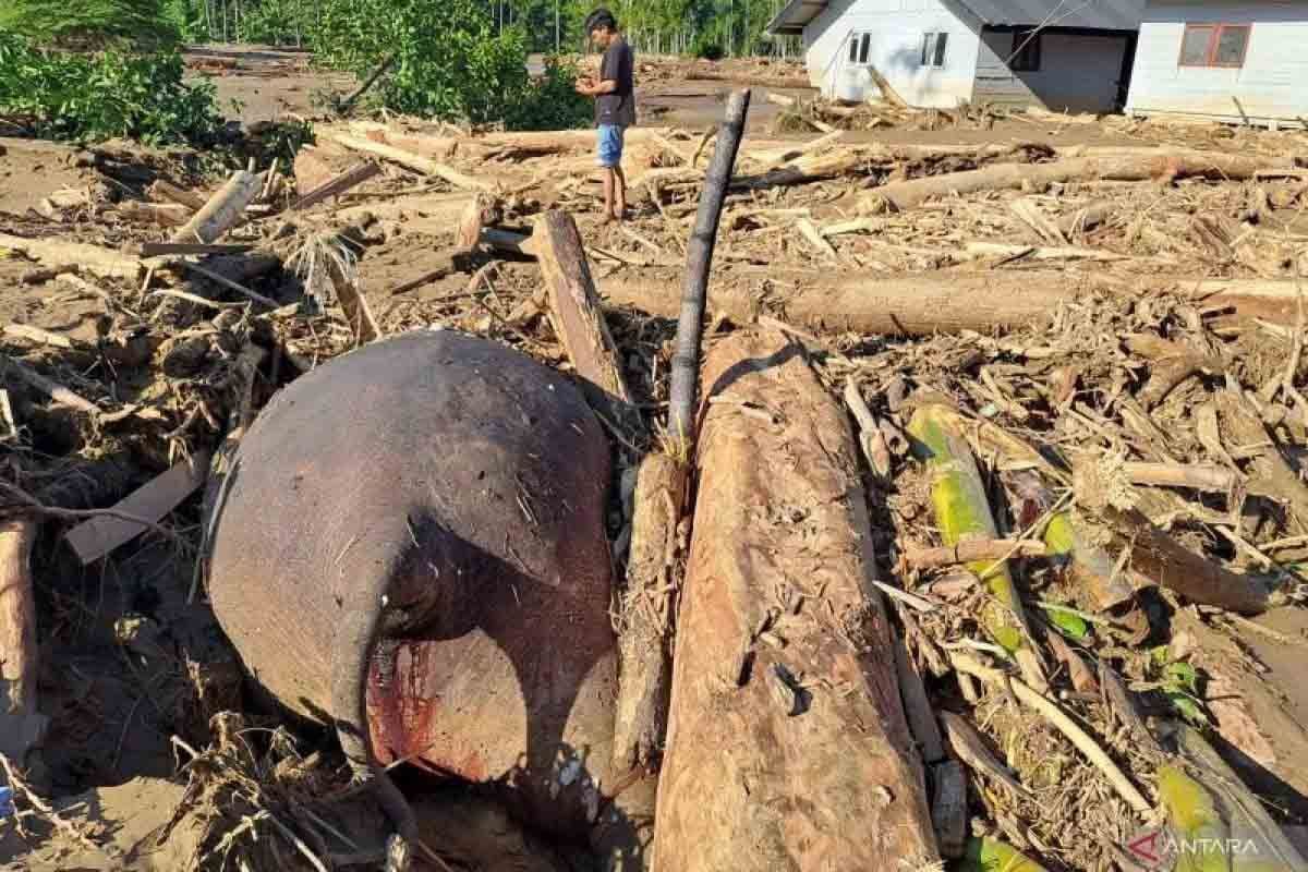 BKSDA Relokasi Tulang Gajah Mati Terseret Banjir di Pidie Jaya