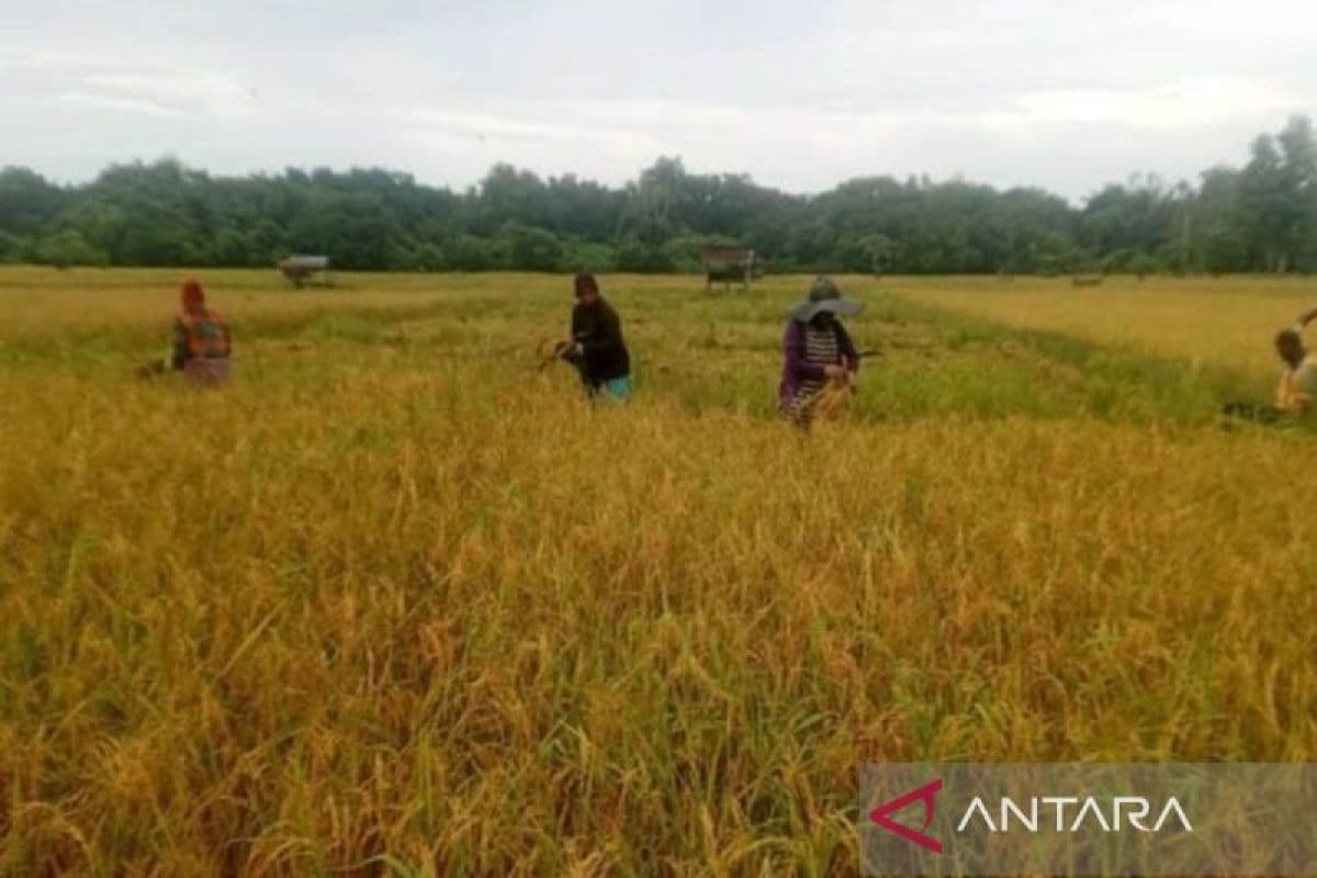 Bulog Serap Gabah Petani Simeulue dengan Harga Rp 6.500 per Kilogram