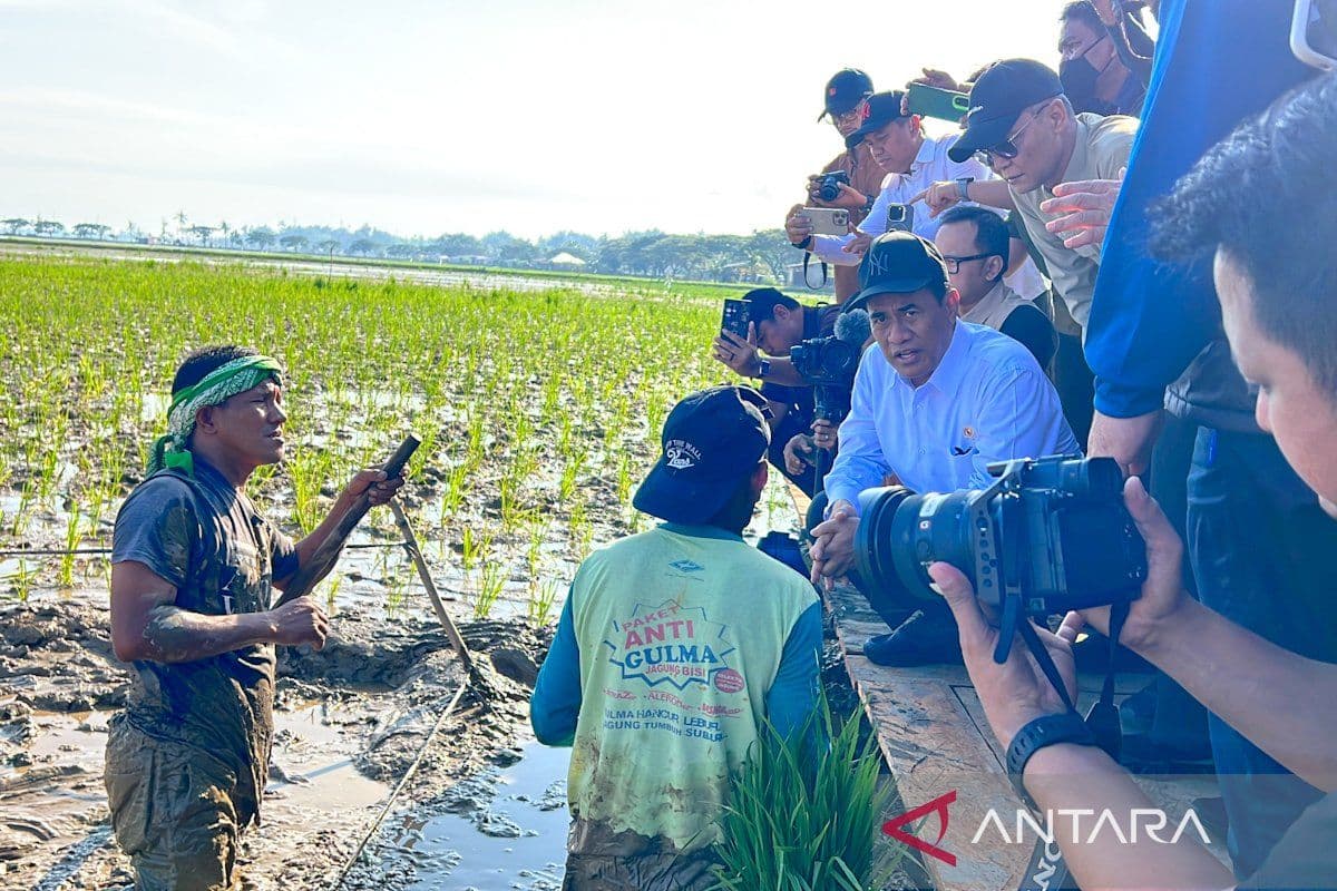 Rehabilitasi Sawah Aceh Dimulai, 54 Ribu Hektar Terkena Dampak