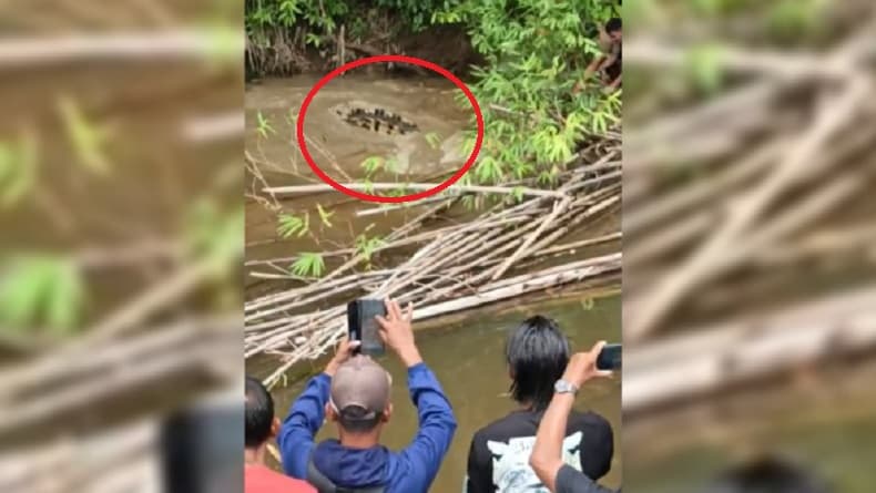 Wanita Simeulue Tewas Diterkam Buaya di Sungai Luan Boya, Warga Bunuh Predator