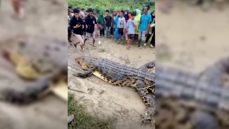 Buaya 4 Meter di Simeulue Terbukti Mangsa Pencari Kerang, Warga Temukan Potongan Tubuh Korban