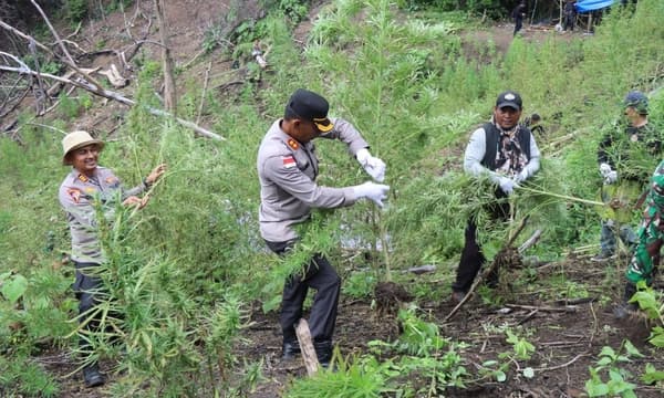 Polres Aceh Besar Musnahkan Ladang Ganja Setengah Hektare di Lembah Seulawah