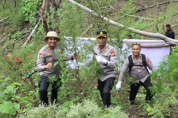 Polres Aceh Besar Musnahkan Ladang Ganja di Panca Kubu, Satu Pemilik Ditangkap