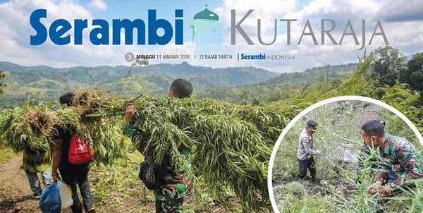 Polisi Musnahkan Ladang Ganja Seluas Setengah Hektar di Aceh Besar