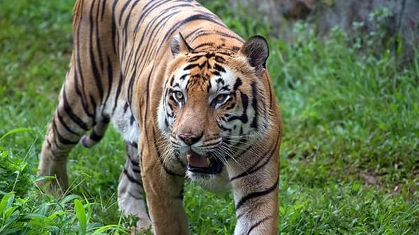 Warga Nagan Raya Diduga Dimangsa Harimau di Hutan Krueng Seumayam