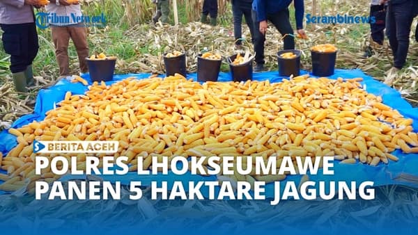 Polres Lhokseumawe Panen Jagung 3 Ton di Aceh Utara, Dukung Ketahanan Pangan