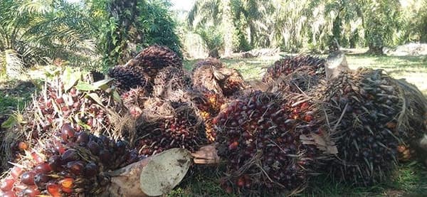 Harga TBS Sawit Aceh Periode 25 Februari-10 Maret 2026 Diumumkan, Apkasindo Minta Koreksi Indeks K