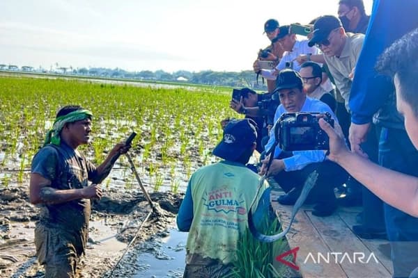 Petani Aceh Utara Pulihkan Sawah Terdampak Banjir dengan Swakelola