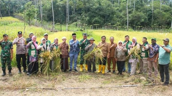 Petani Sabang Panen Padi Gogo, Ketahanan Pangan Kota Sabang Terjaga