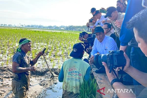 Rehabilitasi Sawah Aceh Dimulai, 54 Ribu Hektar Terkena Dampak