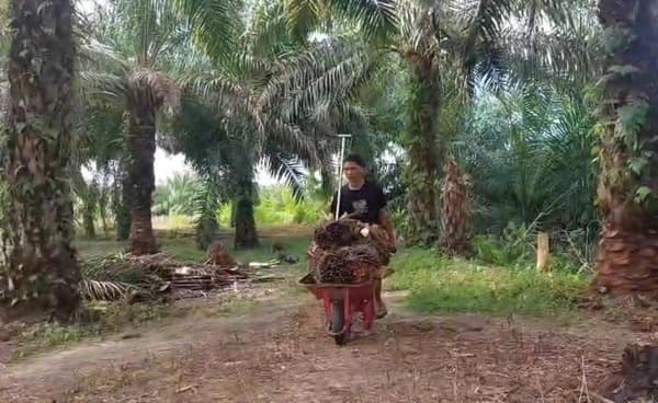 Harga Sawit Petani Aceh Singkil Bertahan di Rp 2.350 per Kg, Produksi Turun Akibat Banjir