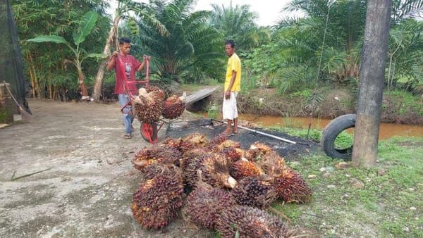 Harga Sawit Aceh Singkil Turun, Petani Harap Naik Jelang Ramadan