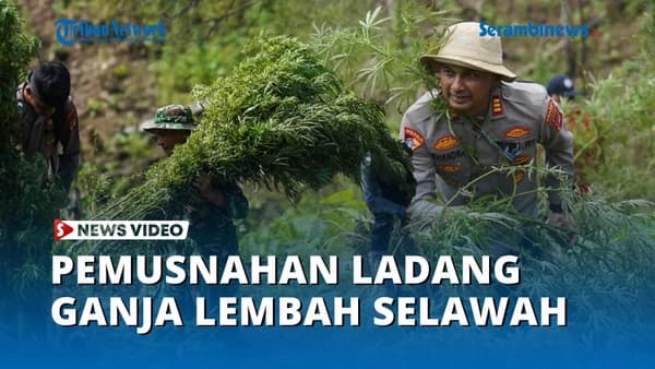 Polres Aceh Besar Musnahkan Ladang Ganja 1.000 Batang di Lembah Seulawah