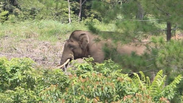 Konflik Gajah di Bener Meriah: Petani Tewas, CSO Desak Penanganan Serius