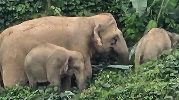 Petani Bener Meriah Tewas Diserang Gajah, PECI Sorot Izin Sawit
