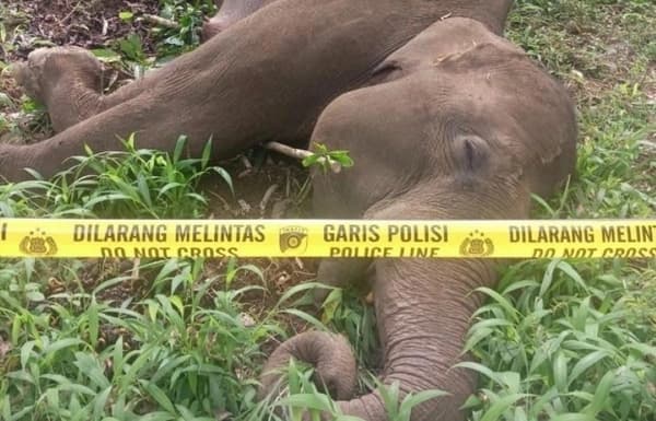 Gajah Betina Mati Tersengat Listrik di Perkebunan Aceh Tengah