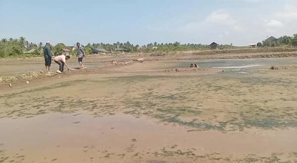 Petambak Bireuen Harap Kebijakan Pemulihan Pasca Banjir Hancurkan Tambak