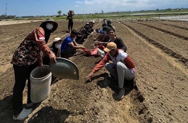 Mahasiswa UBBG Bantu Petani Tiba Masjid Panen Sayur Sebelum Idulfitri