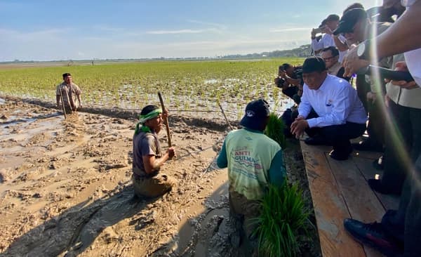 Sawah Rusak di Aceh Utara Diperbaiki Lewat Padat Karya, Petani Dapat Upah