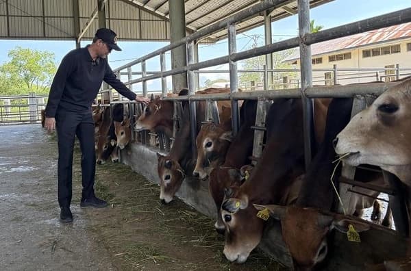 TA Khalid Dorong Pemurnian Sapi Aceh untuk Tingkatkan Kualitas Ternak Lokal