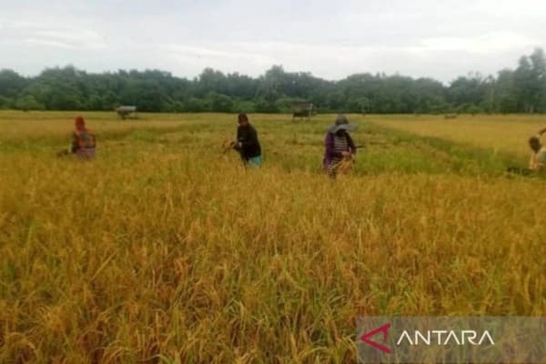 Bulog Serap Gabah Petani Simeulue dengan Harga Rp 6.500 per Kilogram