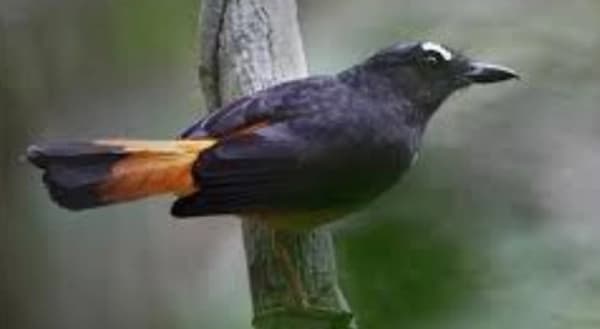 Burung Pemakan Serangga Kunci Selamatkan Pala Aceh Selatan dari Hama