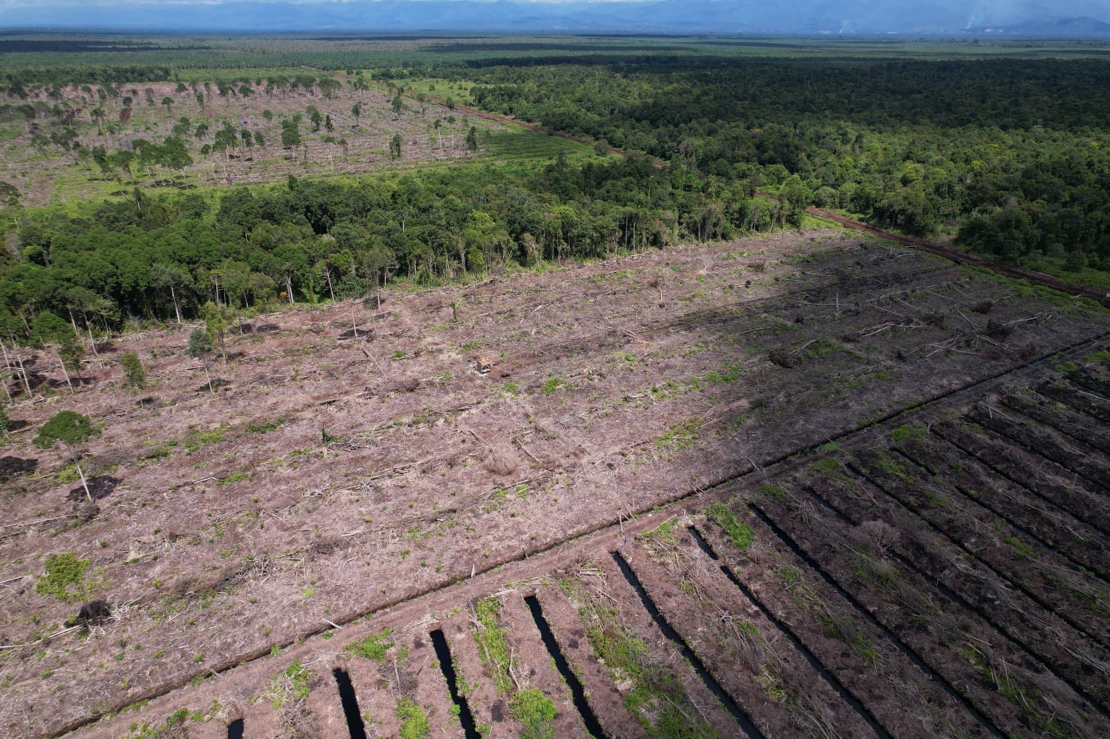 Rawa Tripa Aceh Hilang 93% Hutan, Risiko Bencana Meningkat dan Pemulihan Terhenti