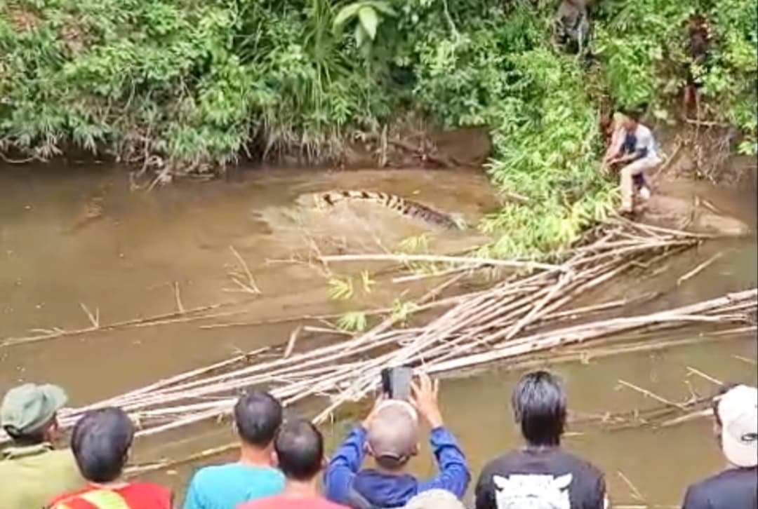 Warga Simeulue Tewas Diserang Buaya di Sungai Boya, Jenazah Ditemukan