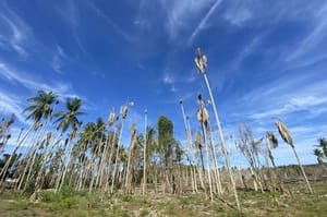 354 Hektare Kebun Pinang Aceh Utara Rusak Akibat Banjir, Sawang Terparah
