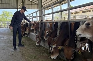 TA Khalid Dorong Pemurnian Sapi Aceh untuk Tingkatkan Kualitas Ternak Lokal