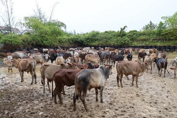 398 Sapi Meugang dari Presiden untuk Warga Banjir Aceh Timur
