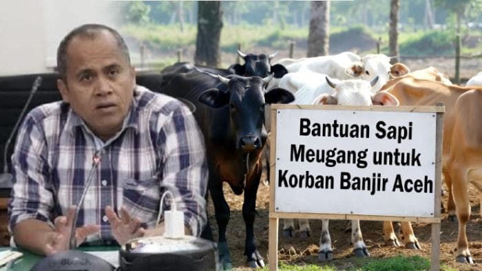 Bantuan Sapi Meugang Aceh: Risiko Kecemburuan Sosial dan Pentingnya Distribusi Adil