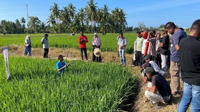 Petani Cot Tufah Gandapura Dapat Penyuluhan Bayer untuk Tingkatkan Produksi Padi