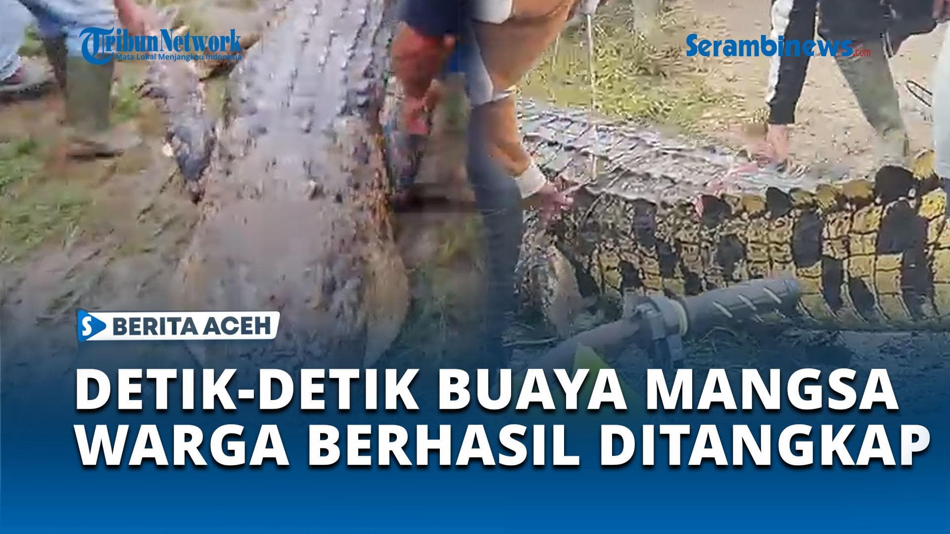 Buaya 4 Meter Pemangsa Warga Simeulue Berhasil Ditangkap Warga