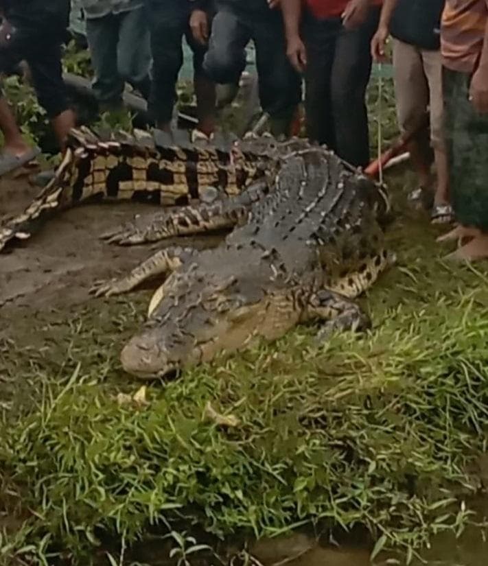 Buaya 4 Meter Pemangsa Warga Simeulue Ditangkap, Potongan Tubuh Korban Ditemukan