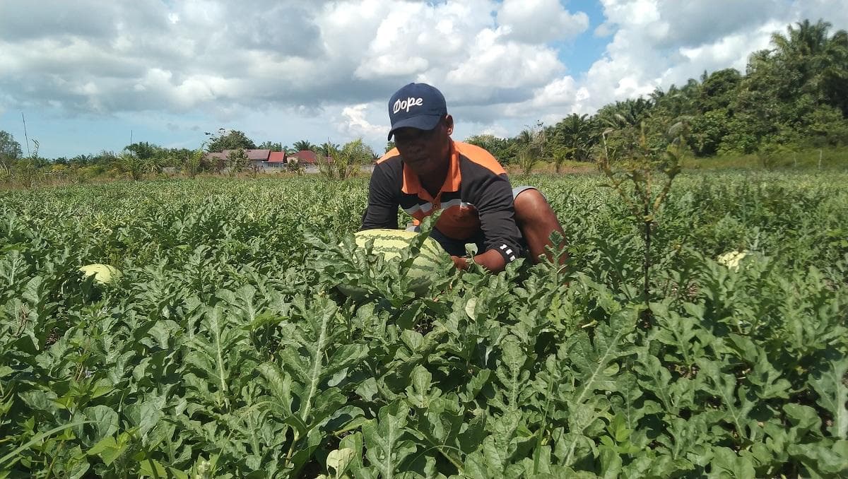 Warga Aceh Singkil Sukses Budidaya Semangka di Lahan Sawit, Hasil Panen Memuaskan