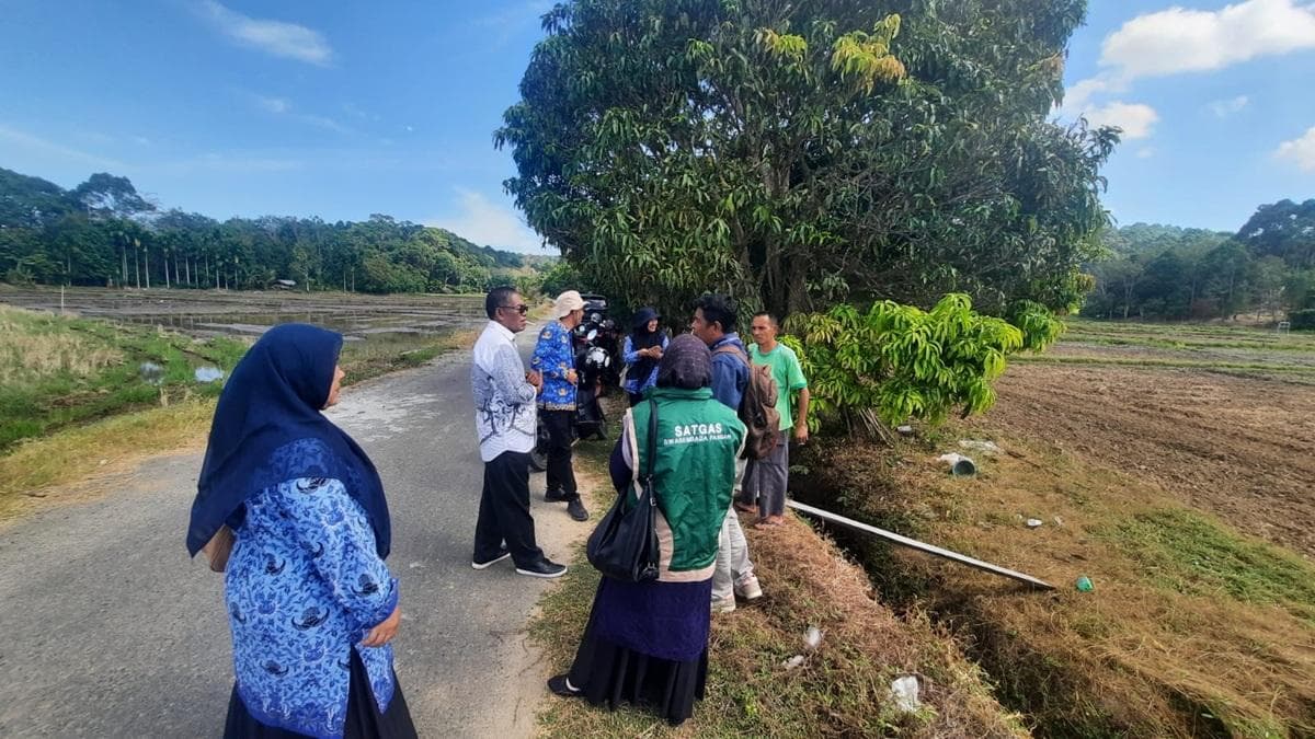 Petani Aceh Jaya Khawatir Gagal Panen, Dinas Pertanian Turun Tangan