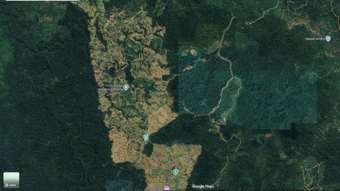 1.000 Hektare Hutan di Jamur Labu Dibuka, Warga Langsa Terancam Banjir